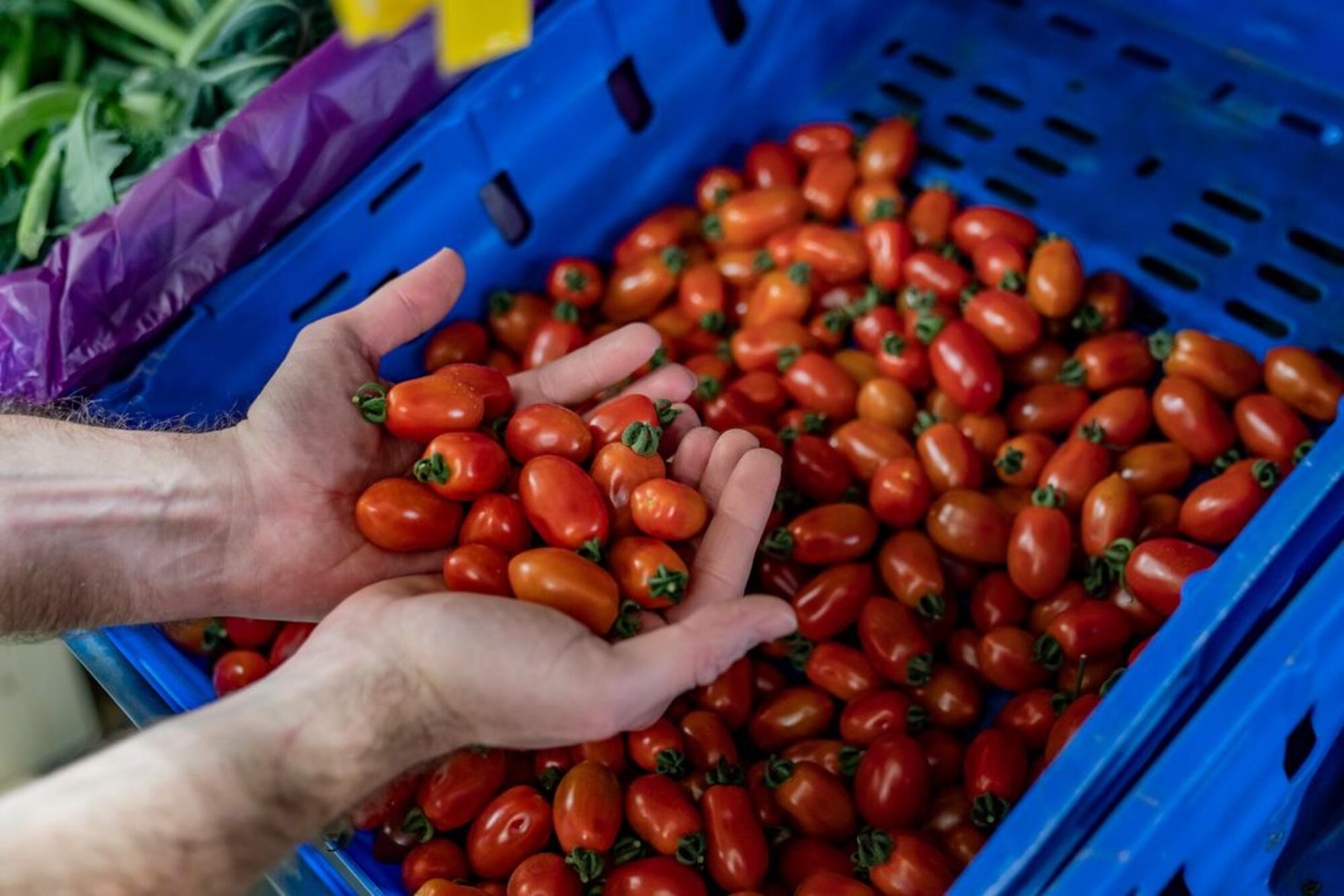 Una persona muestra un puñado de tomates de una caja en el supermercado FoodCoop BCN (Autoría: Laura Guerrero para barcelona.cat)